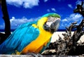 Parrot on tropical beach Royalty Free Stock Photo