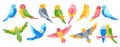 Parrot tropical cartoon set summer bright exotic flying bird wildlife jungle Hawaiian cute vector Royalty Free Stock Photo