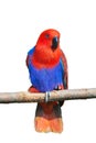 Parrot on truck Royalty Free Stock Photo