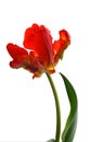 Parrot tulip Royalty Free Stock Photo