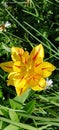 Parrot Tulip atau Yellow Tulip Monsella Royalty Free Stock Photo