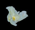 Parrot tulip bloom macro with a glowing yellow heart Royalty Free Stock Photo
