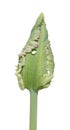 Parrot tulip bud Royalty Free Stock Photo