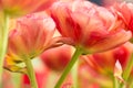 Tulip flower close-up Royalty Free Stock Photo