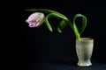 Parrot tulip flower in white and pink with water drops in a green ceramic vase against a black background, copy space Royalty Free Stock Photo