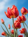 Parrot tulip flowers in macro focus on light blue sky background