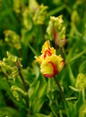 Parrot tulip and many leaf on background Royalty Free Stock Photo