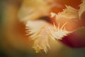 Parrot tulip Royalty Free Stock Photo