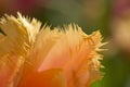 Parrot tulip Royalty Free Stock Photo