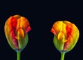 Parrot tulip pair surrealistic fantasy colorful macro,black background, fine art still life vintage painting style