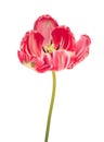 Parrot tulip, realistic illustration Royalty Free Stock Photo