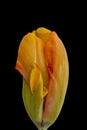 Parrot tulip surrealistic fantasy colorful macro Royalty Free Stock Photo