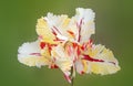 Parrot tulip tricolor red yellow and white, against green blurry background