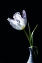 Parrot tulip with white petals and water drops in a light blue vase against black background, beautiful flower in retro style, Royalty Free Stock Photo