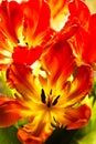 Parrot tulips with backlight Royalty Free Stock Photo