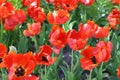 Parrot Tulips, beautiful red spring flowers in garden. Royalty Free Stock Photo