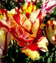 Parrot tulips, Flaming Parrot