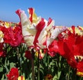 Parrot tulips, Flaming Parrot, Garden Fire