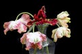 Parrot Tulips isolated on black background Royalty Free Stock Photo