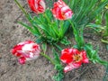 parrot tulips Royalty Free Stock Photo