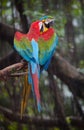 Parrot Royalty Free Stock Photo