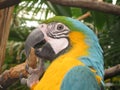 Blue yellow parrot Royalty Free Stock Photo