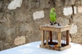 Parrot used for picking the lucky card to tell the future by Indian fortune teller