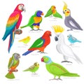 Parrot vector parrotry character and tropical bird or cartoon exotic macaw in tropics illustration set of colorful Royalty Free Stock Photo