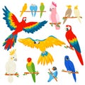 Parrot vector parrotry character and tropical bird or cartoon exotic macaw in tropics illustration set of colorful