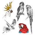 Set Of Hand Drawn Sketch Black And White With Colorful Vintage Exotic Tropical Bird Parrot Macaw And Cockatoo. Vector