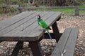Parrot is waiting lunch on the table.