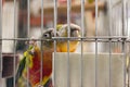 Parrot want to escape