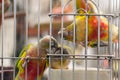 Parrot want to escape