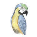 Parrot watercolor bird vector