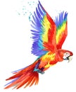 Parrot. Watercolor Parrot illustration. Tropical bird watercolor. Royalty Free Stock Photo