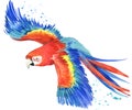 Parrot. Watercolor Parrot illustration. Tropical bird watercolor.