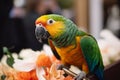 Parrot at the wedding with the bride and groom and flowers