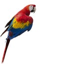 Parrot on white