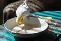 Parrot white corella eating porridge from a plate.