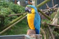 Parrot at wildlife oasis zoo