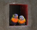 lorikeet wildlife oiseau bird rainforest perroquet Royalty Free Stock Photo