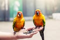 Parrot on woman hand Royalty Free Stock Photo