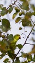 Parrot -psittaciformes on ziziphus mauritiana tree in a daylight in kuwait