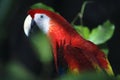 Parrot in Xaman-Ha birds reserve Royalty Free Stock Photo