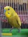 A parrot yellow