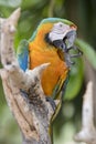 Parrot yellow and blue Macaw