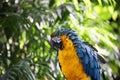 Parrot with yellow and blue ruffled feathers