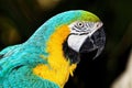 Parrot with Yellow and Turquoise Plumage