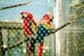 Parrot.  Zlin, Moravia, Czech Republic , Chateau Lesna in Zoo park Zlin. Full of atractive wild animals. Royalty Free Stock Photo