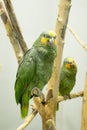 PARROT Royalty Free Stock Photo